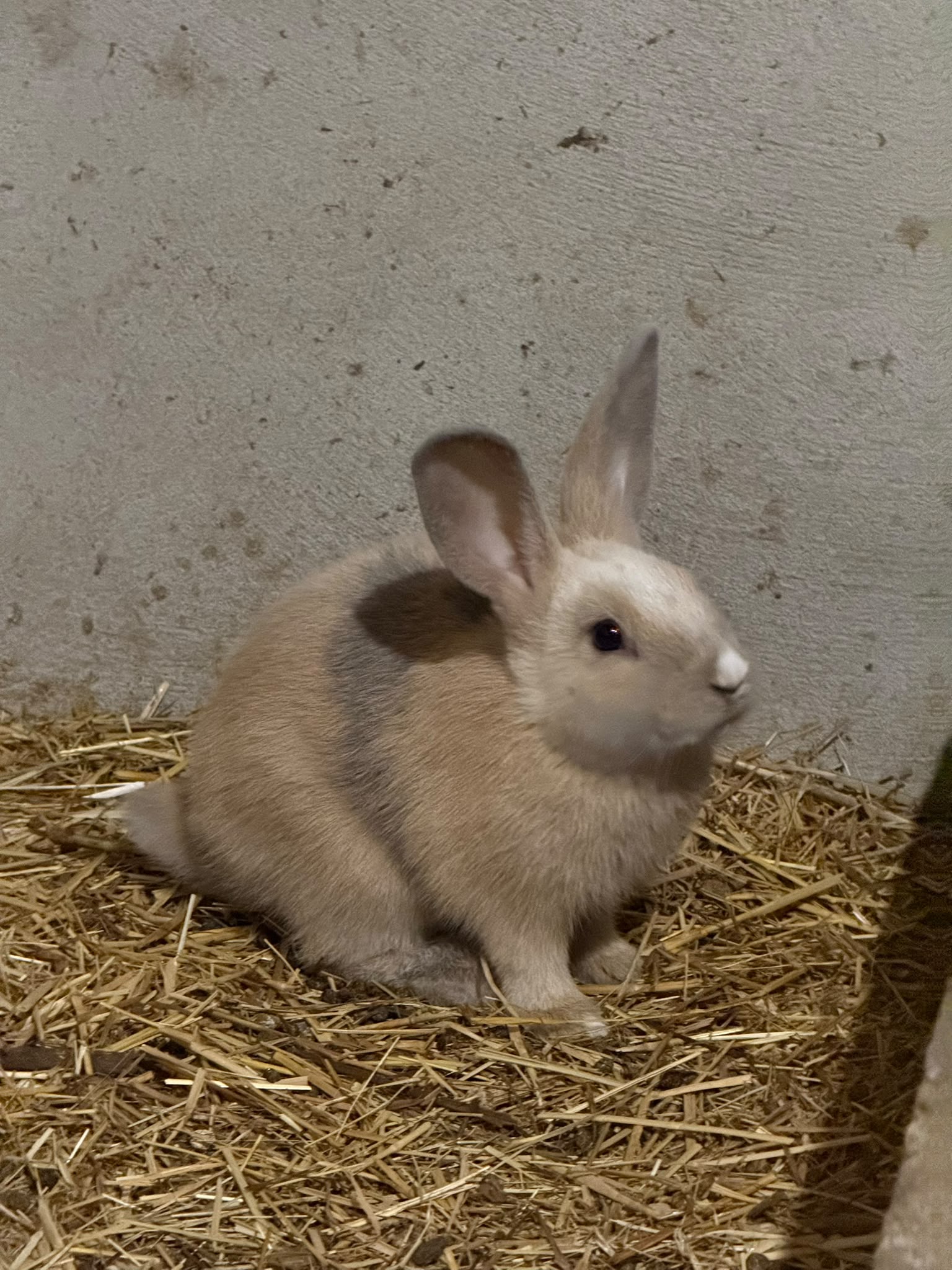 Animal da quinta
