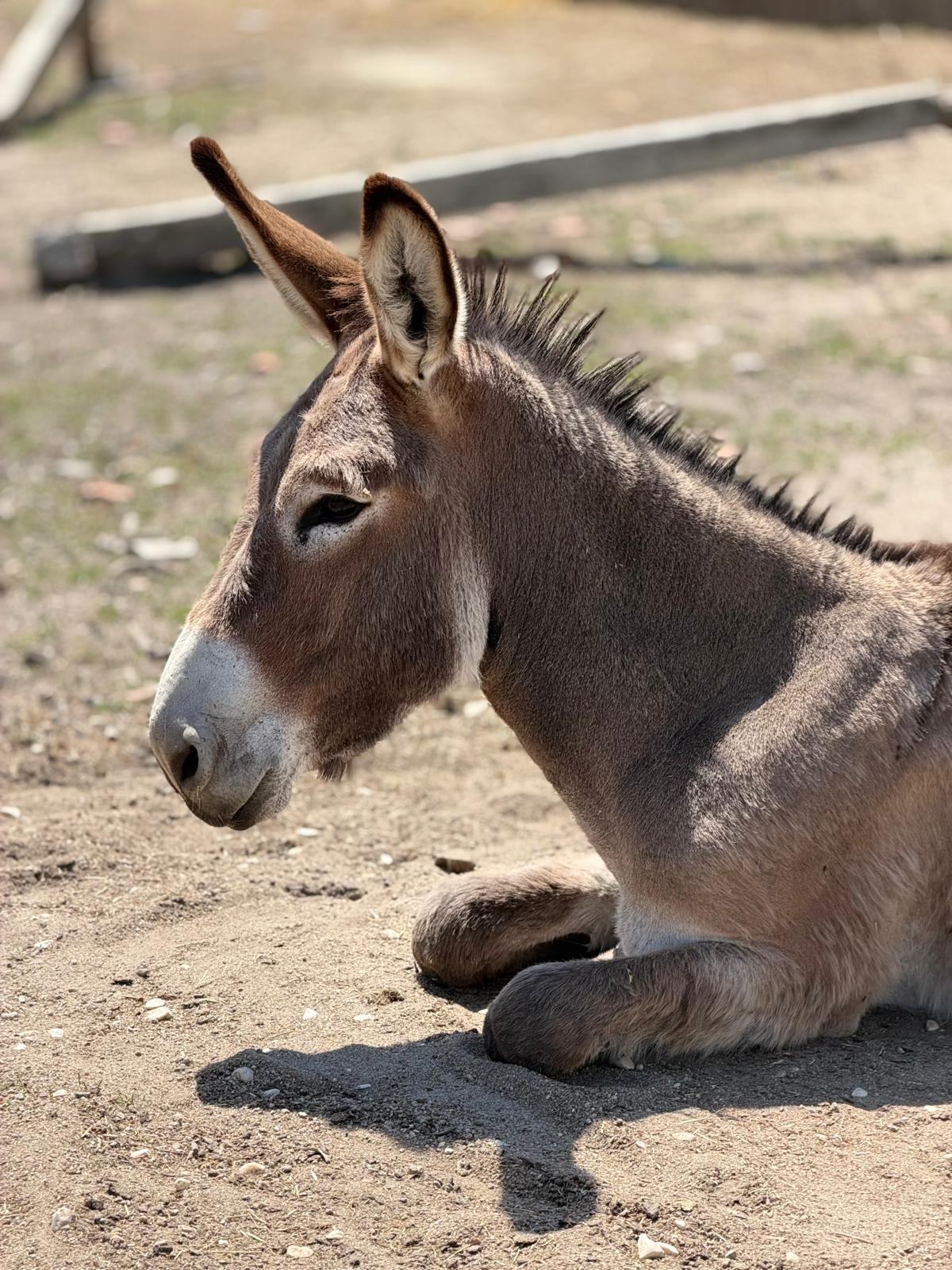 Animal da quinta
