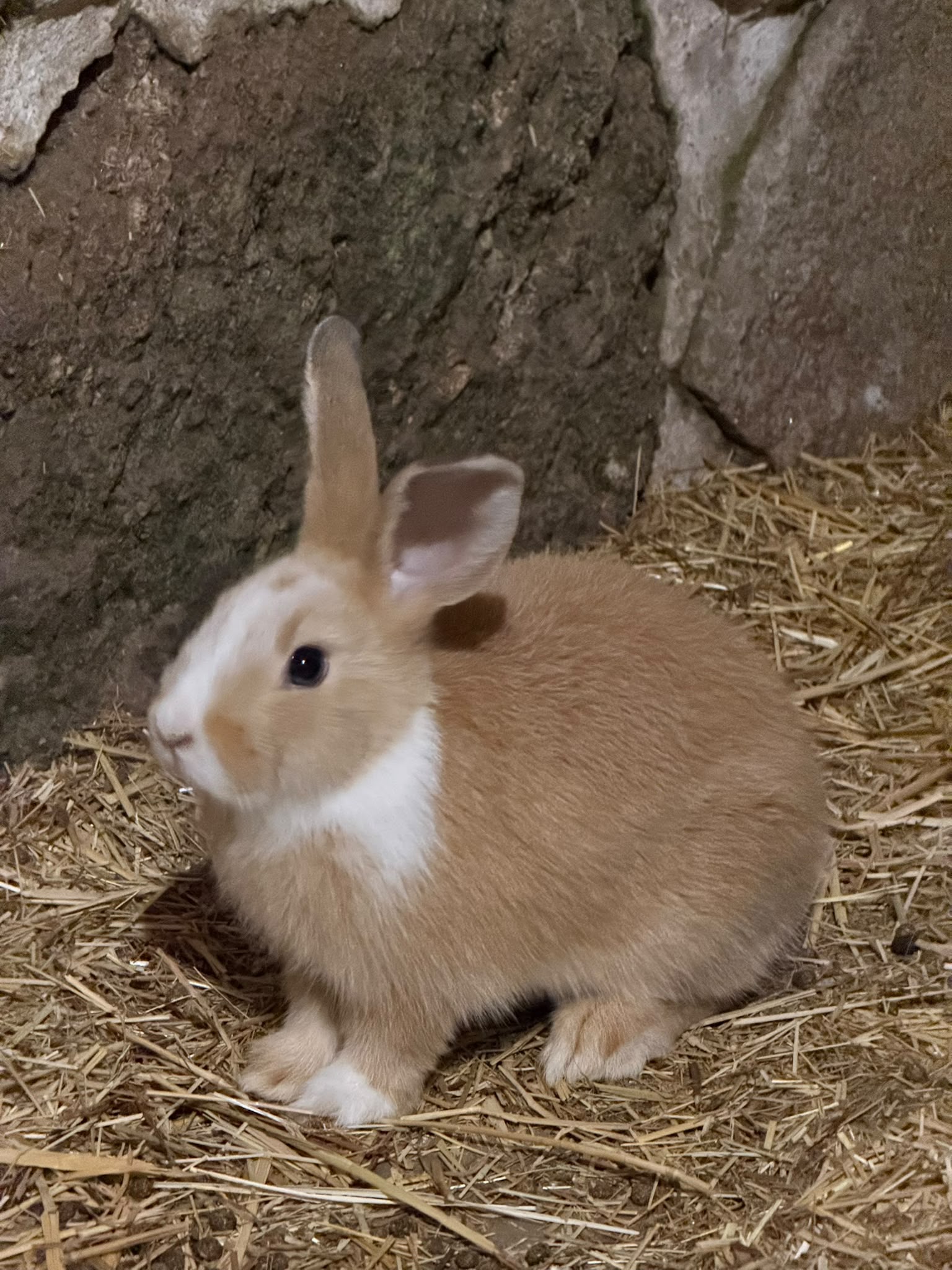 Animal da quinta