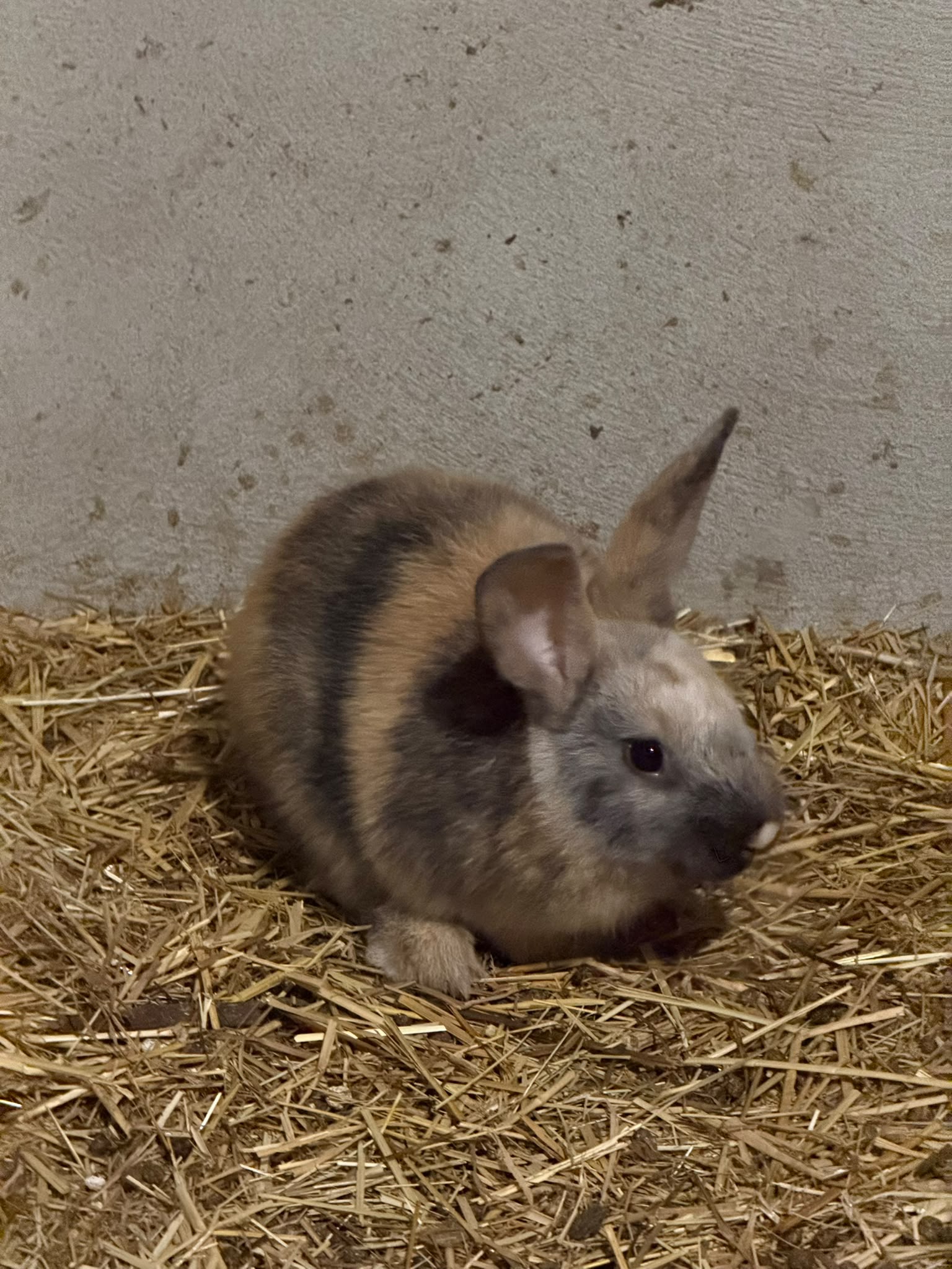 Animal da quinta