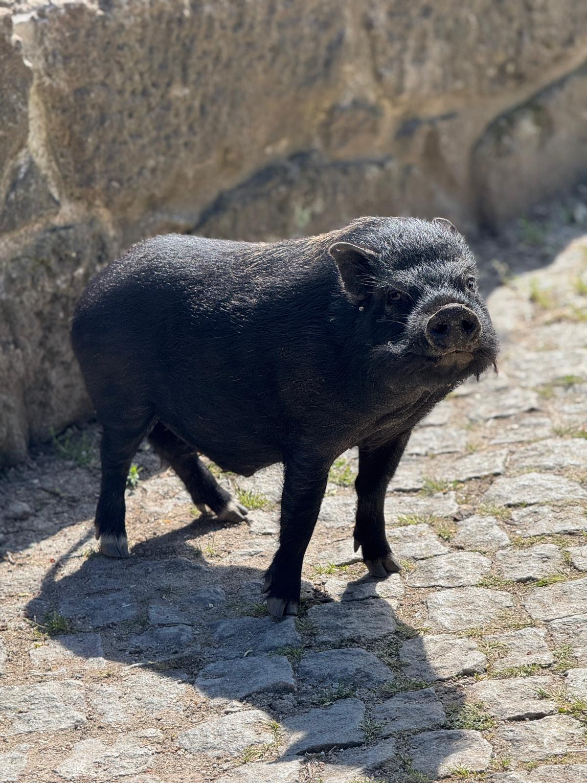 Animal da quinta