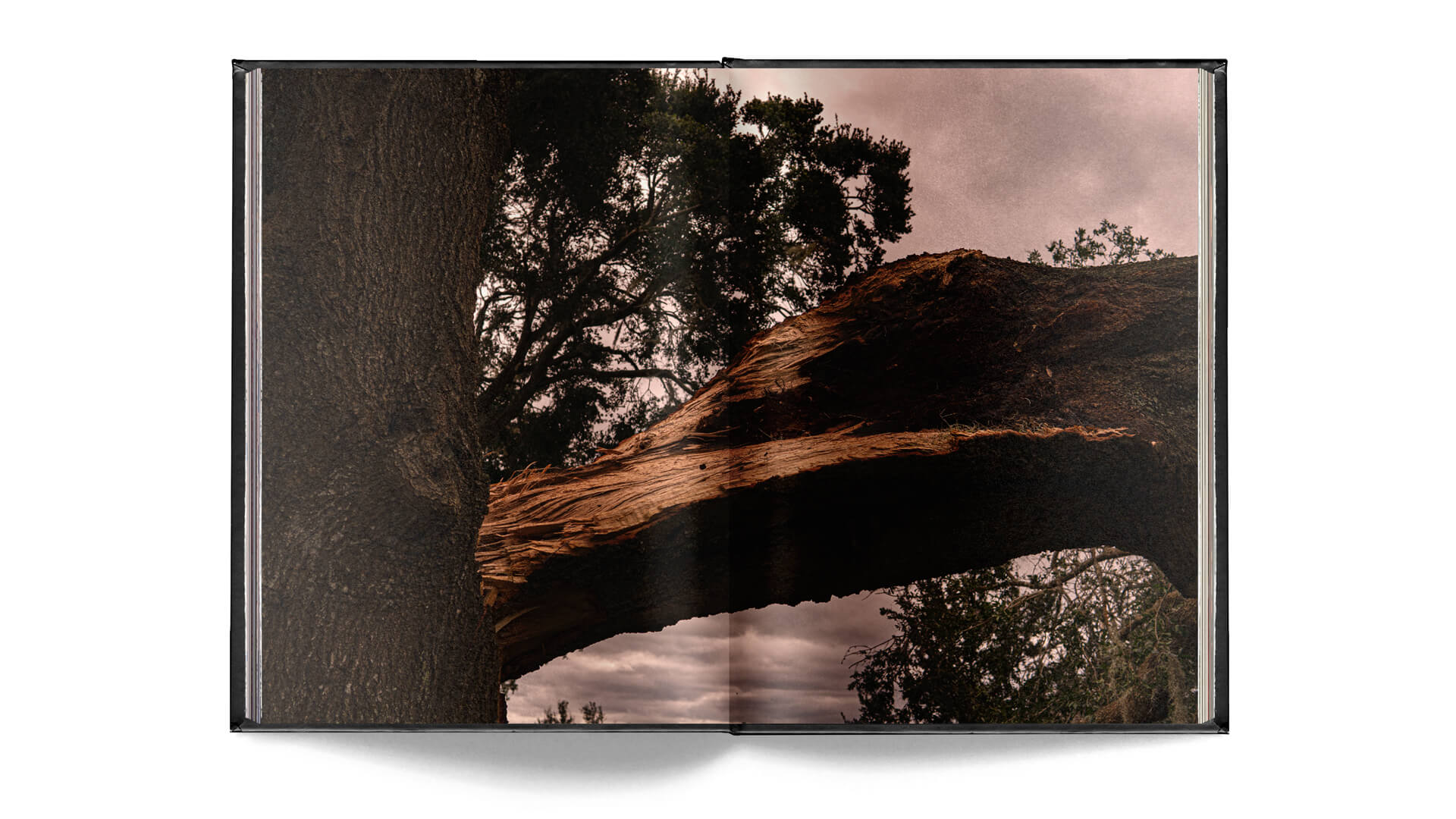 Photo of Hurricane Irma's aftermath