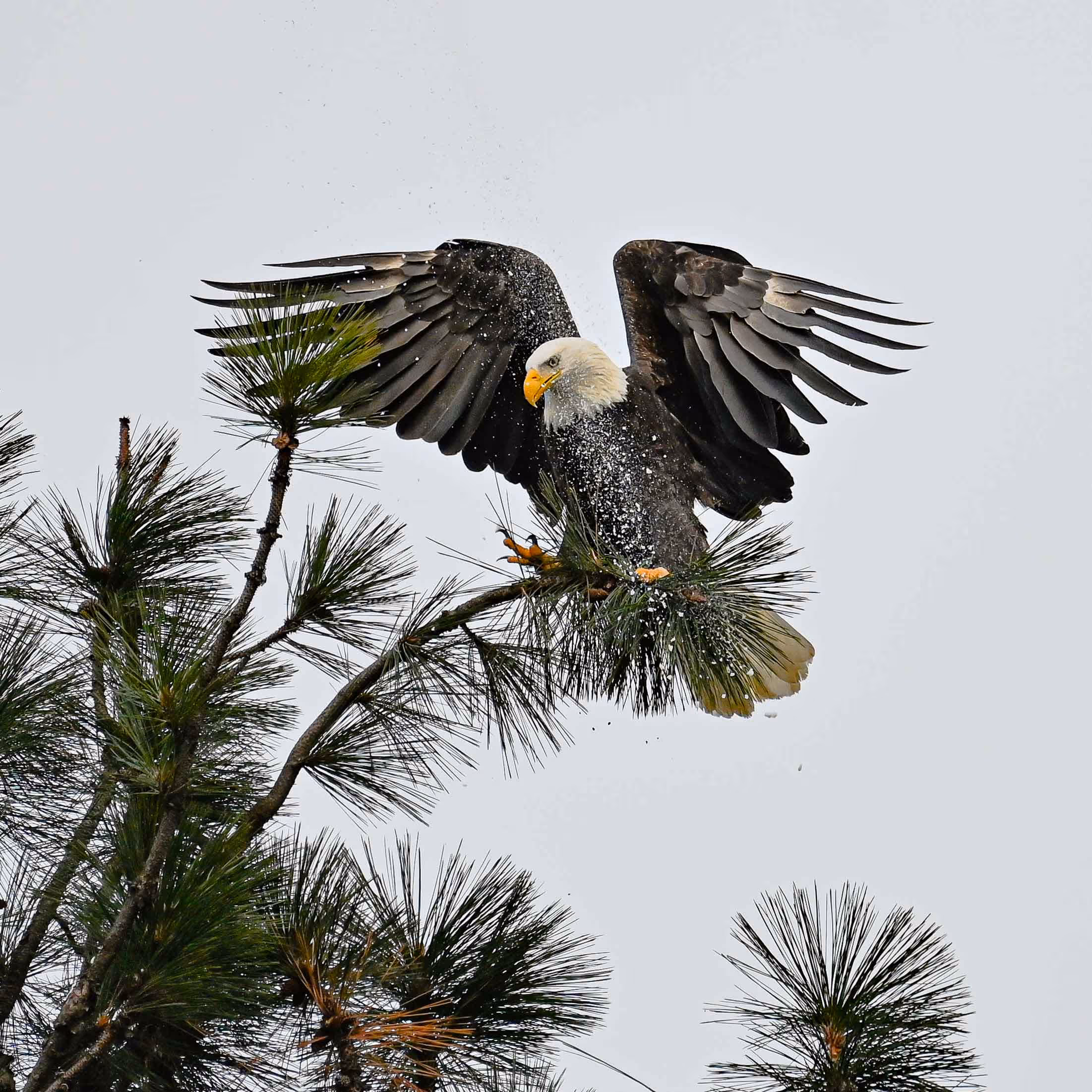 Bald Eagle with wings spread landing in pine tree.