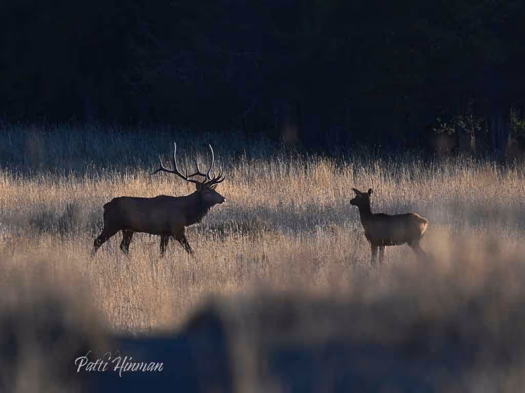 A bull elk with large antlers and a calf standing facing each other in tall grass with a dark forest background.