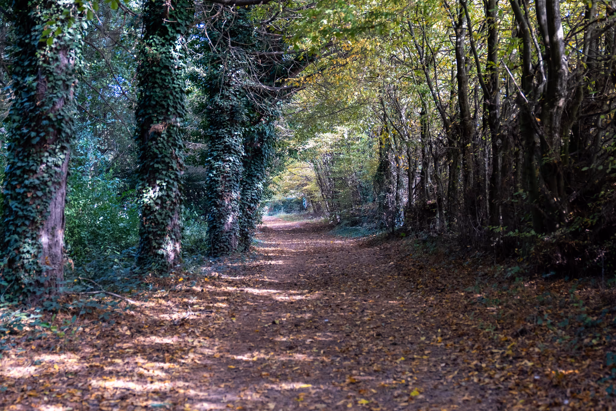 Sentier boisé couvert de feuilles d’automne avec des arbres aux troncs recouverts de lierre.