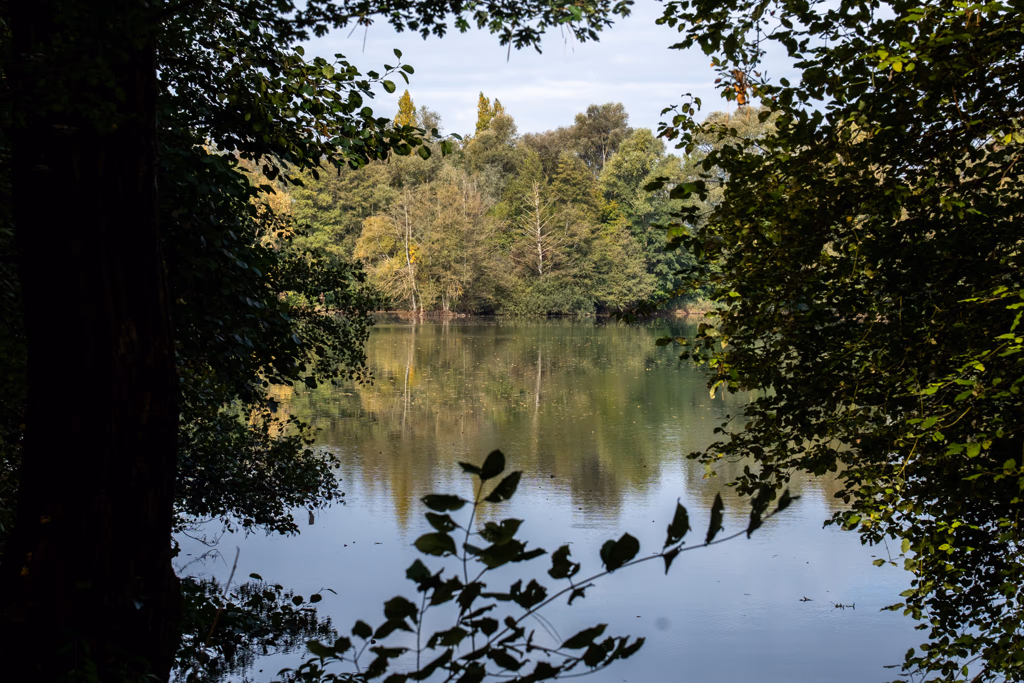Étang calme entouré d'arbres verts avec réflexion des feuillages dans l'eau, vu à travers des branches au premier plan.