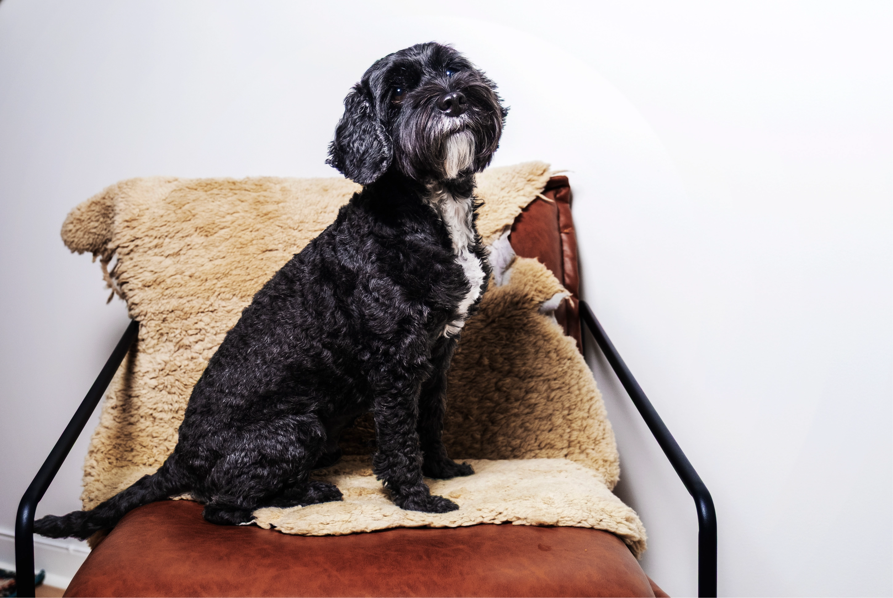 Black dog sitting on a chair