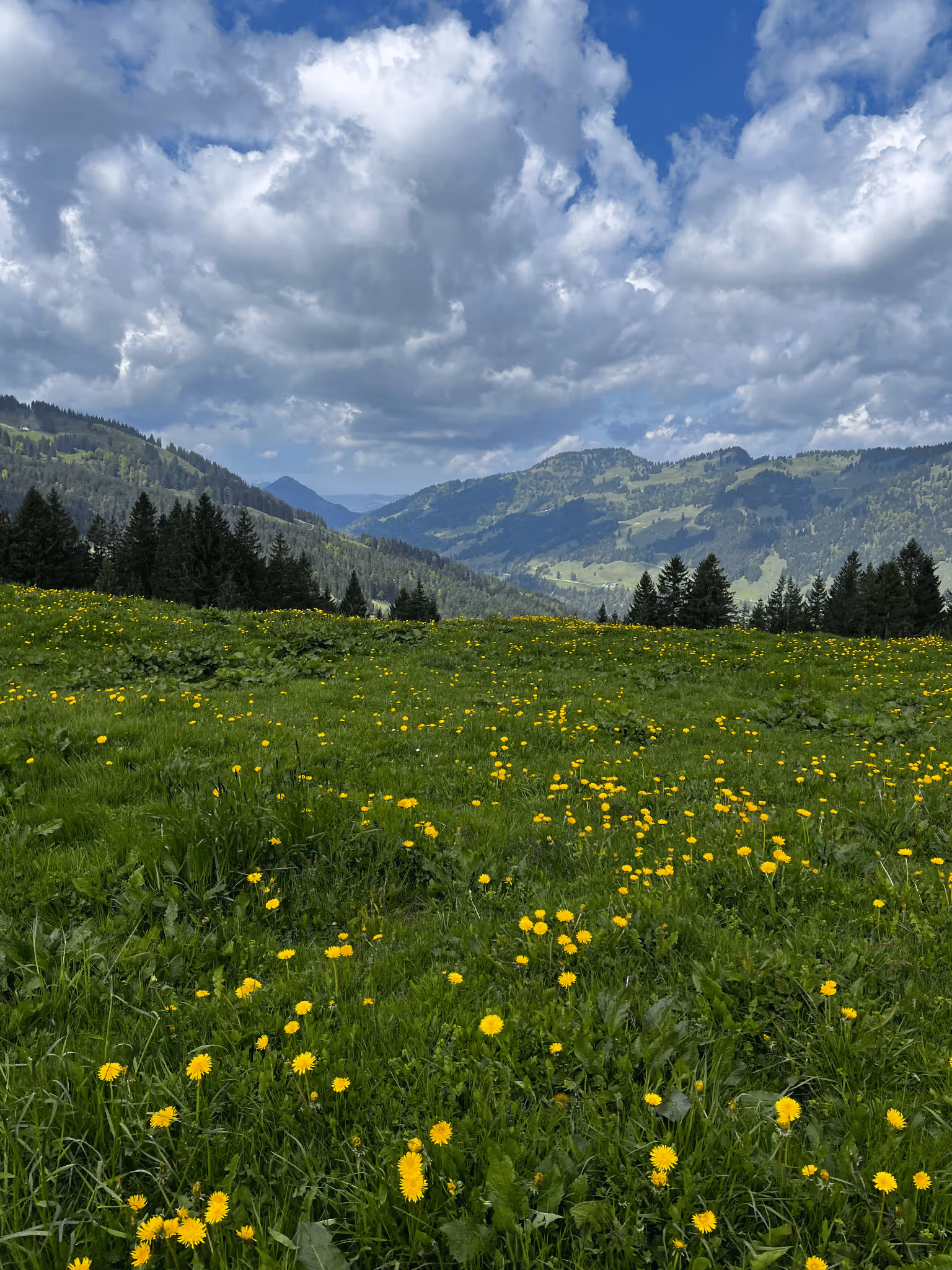 Grüne Wiese mit gelben Blumen vor bewaldeten Bergen und bewölktem Himmel.