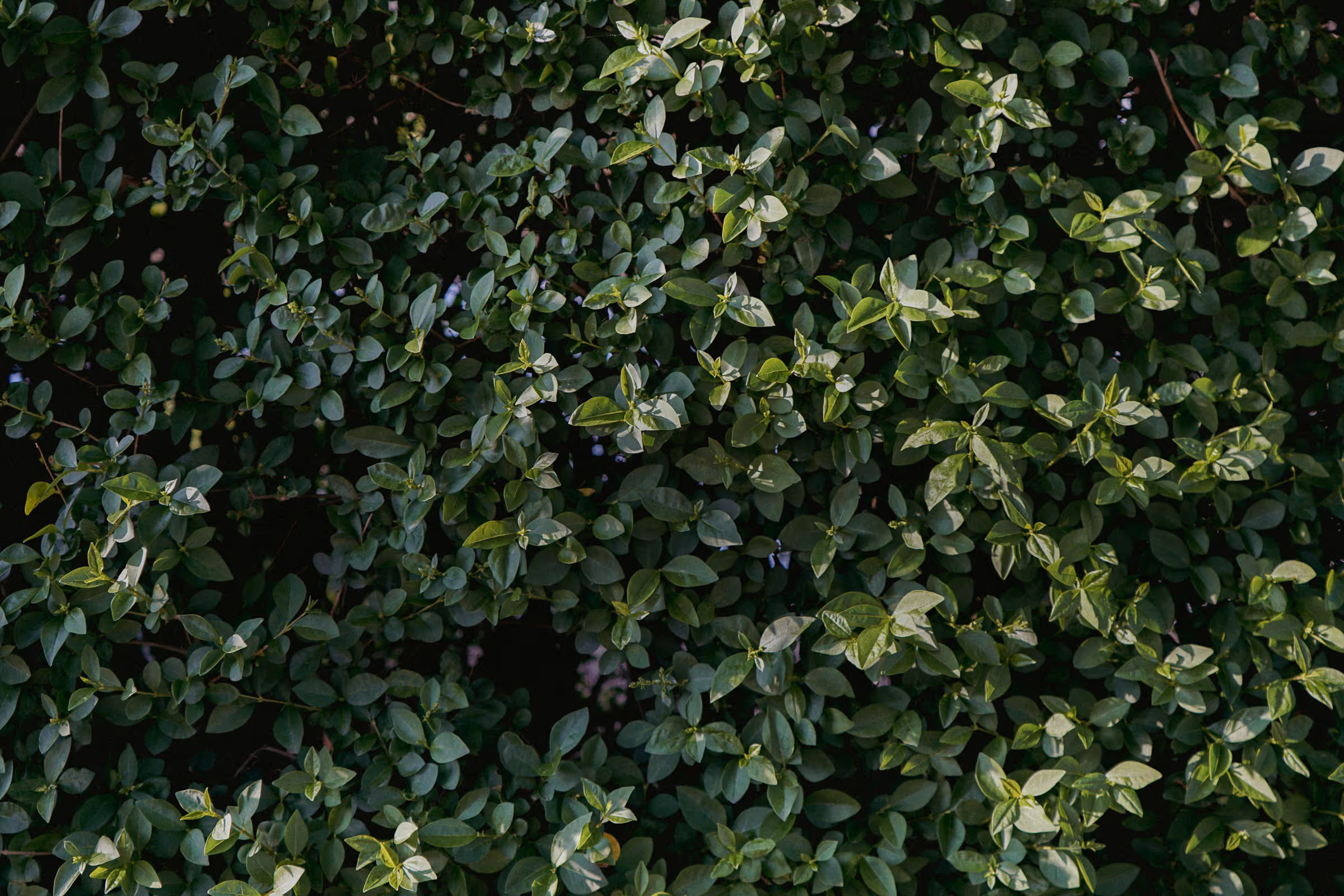 image of sustainable agriculture