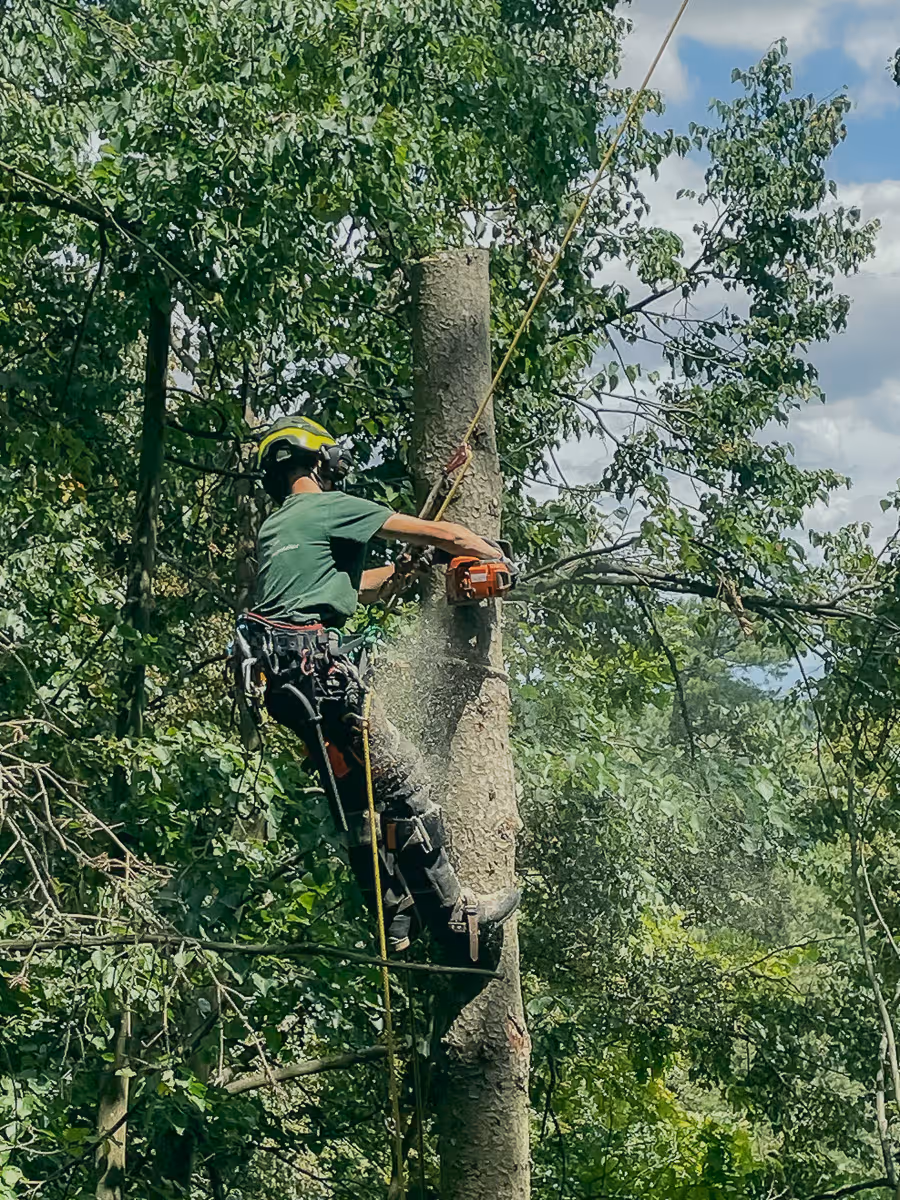 Baumpfleger schneidet Baumstamm mit Motorsäge in großer Höhe umgeben von dichtem Wald
