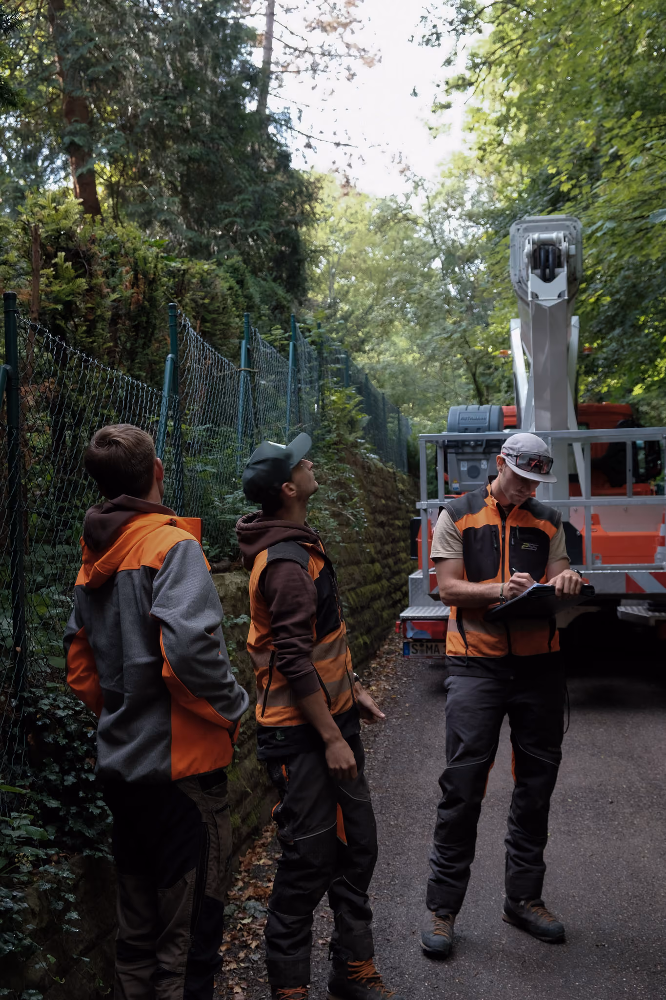 Baumkletterer bei der sicheren Entfernung eines Astes professionellen Baumpflege im Wald