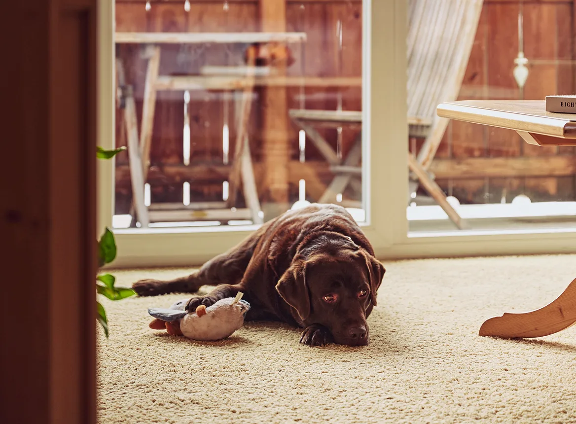 Labrador im Zimmer mit Blick auf Balkon und Berge