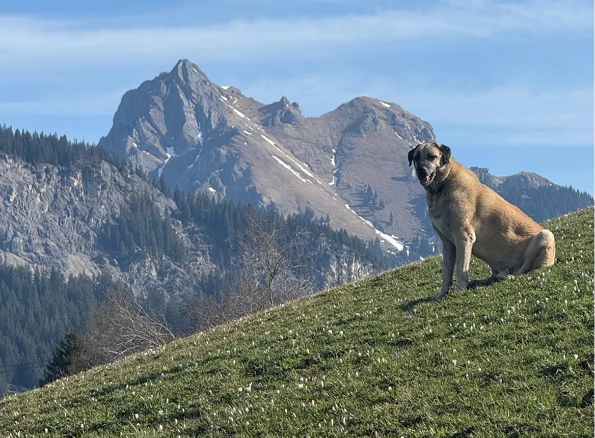 Hund auf Frühlingswiese mit Bergpanorama