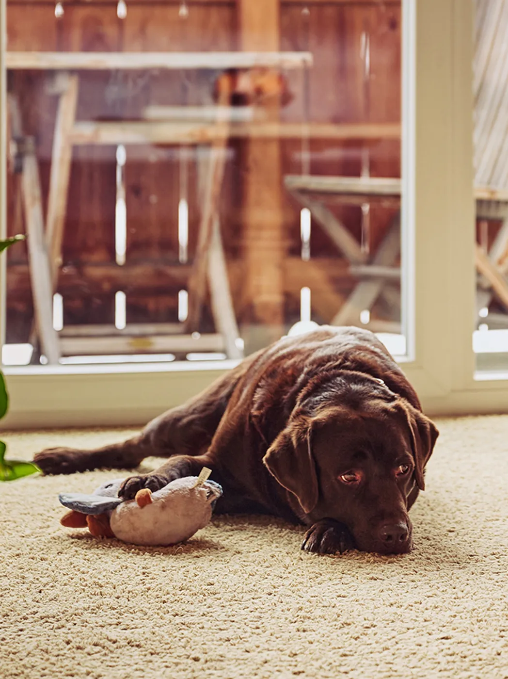 Labrador im Zimmer mit Blick auf Balkon und Berge