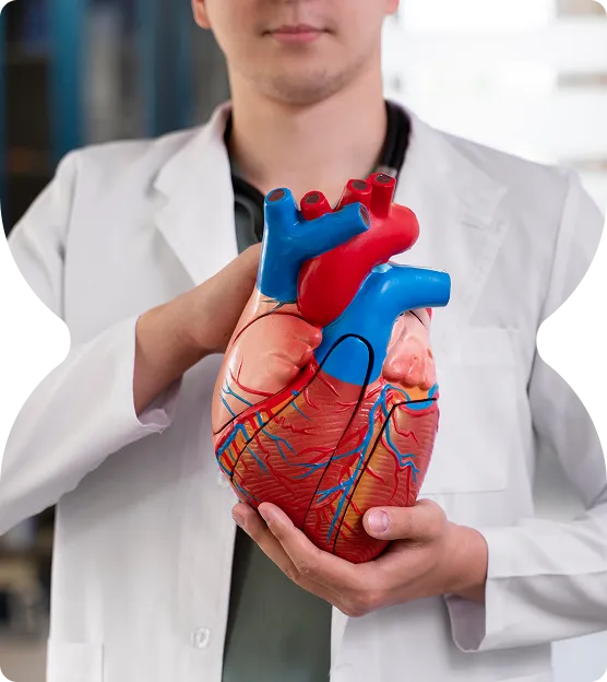 Healthcare professional in white coat holding a detailed anatomical model of a human heart.