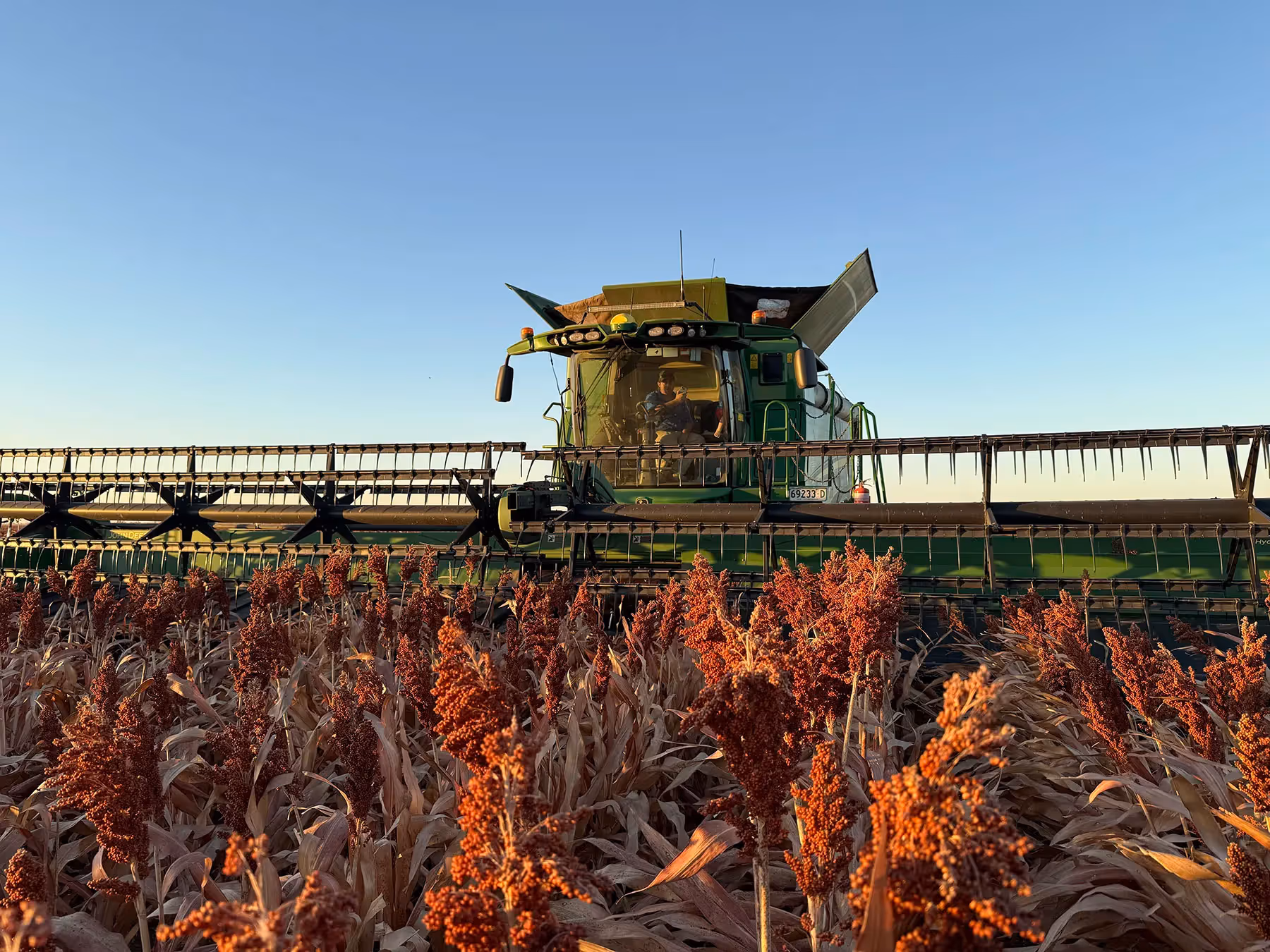 Gulf Cotton header harvesting crop