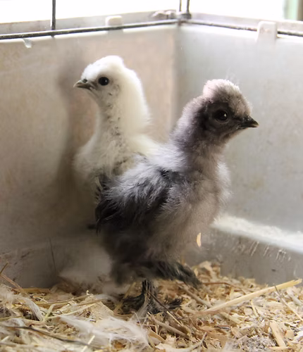 Twee jonge kuikens staan in een hok met stro.
