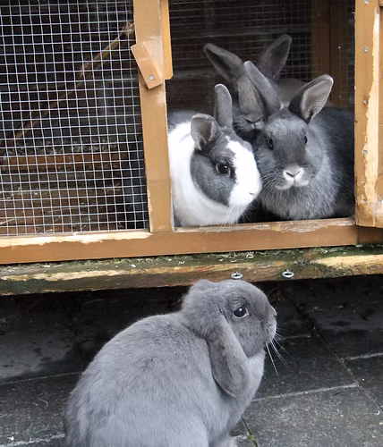 Drie konijnen bij hun hok, twee binnen en één buiten.
