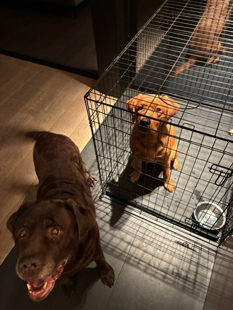 Twee honden in een huiselijke omgeving, één in een bench en één ervoor.