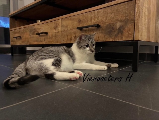 Grijs-witte kat ligt ontspannen op een donkere vloer onder een houten kast.