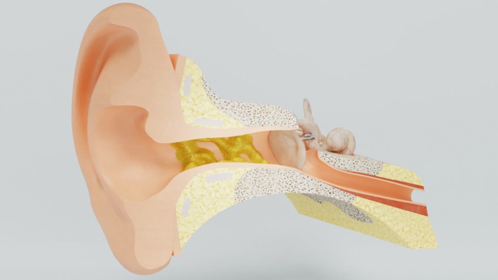 Diagram of ear