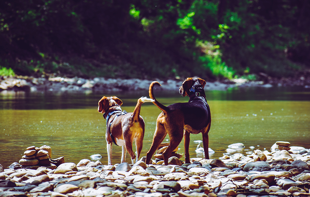Dogs Need Together Time and Alone Time, Just Like Us
