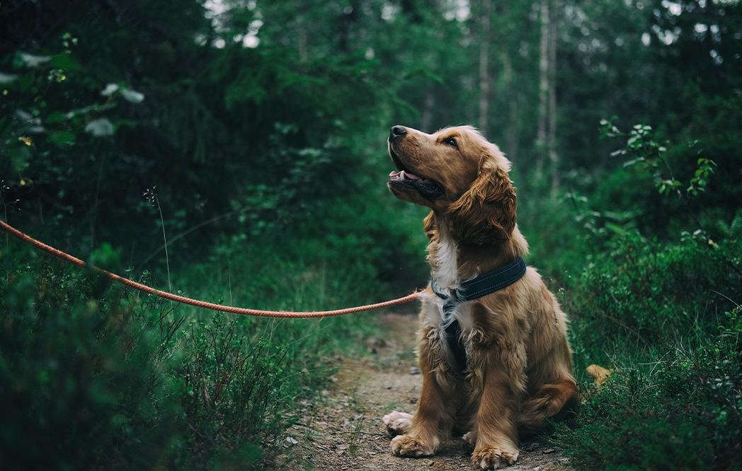 Dogs: Our best friends in sickness and in health