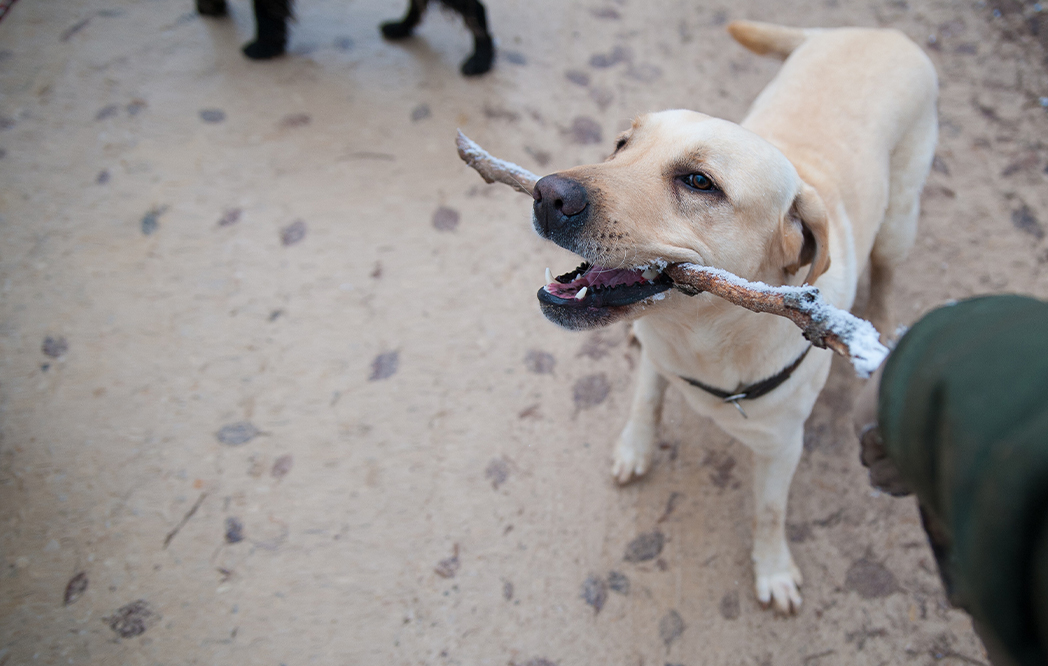 Pros & Cons Of Positive Reinforcement Pet Training