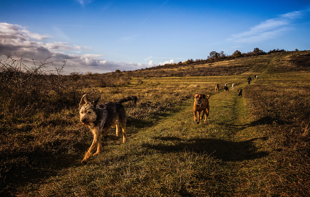 Dogs Are Even More Like Us Than We Thought