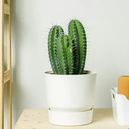 Засухоустойчивые растения, в том числе некоторые суккуленты, лучше переносят бишкекское лето и служат надёжной основой посадок.