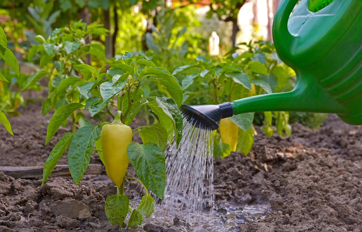 Глубокий редкий полив стимулирует развитие мощной корневой системы и делает растения более устойчивыми к длительной засухе.