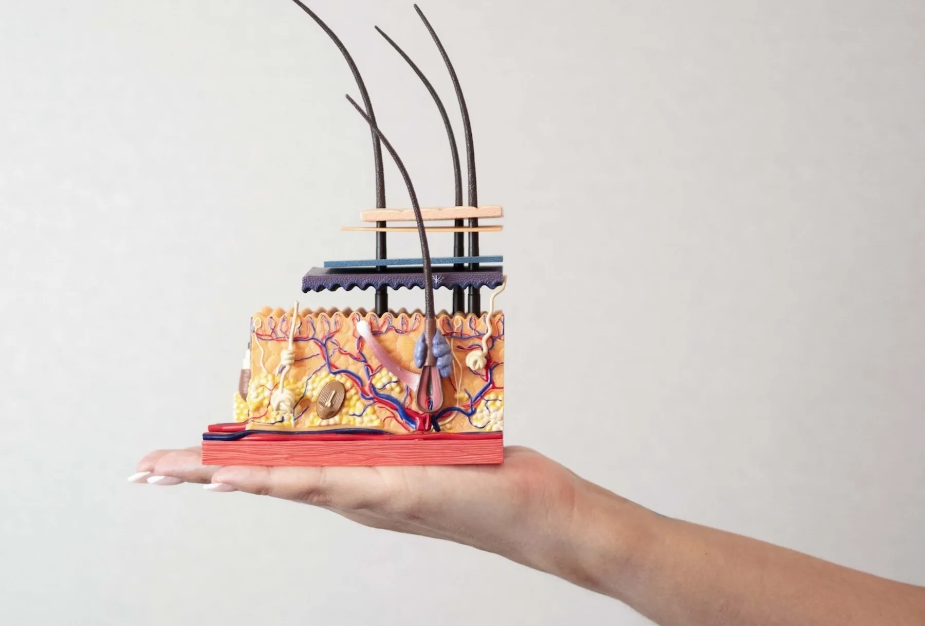 Modell des menschlichen Hautquerschnitts mit Haarfollikeln und Blutgefäßen auf einer ausgestreckten Hand.