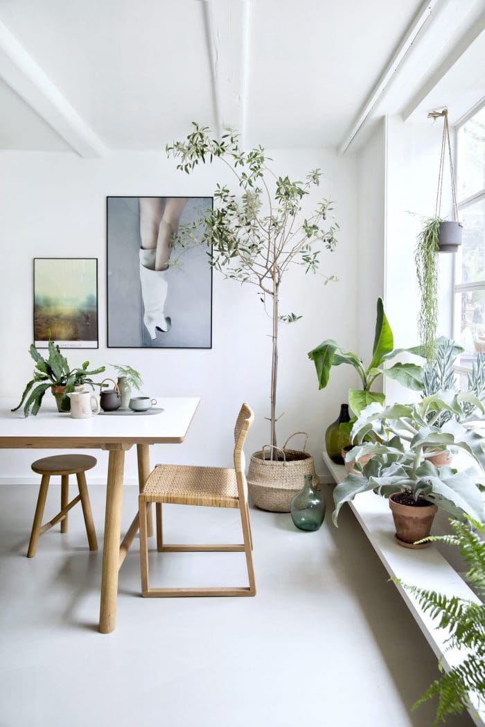 plantas en interiores blancos