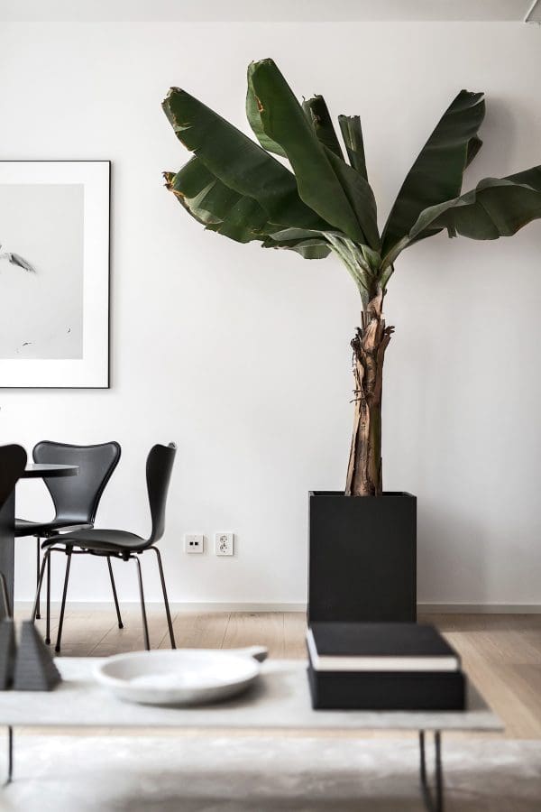plantas en estilo minimalista