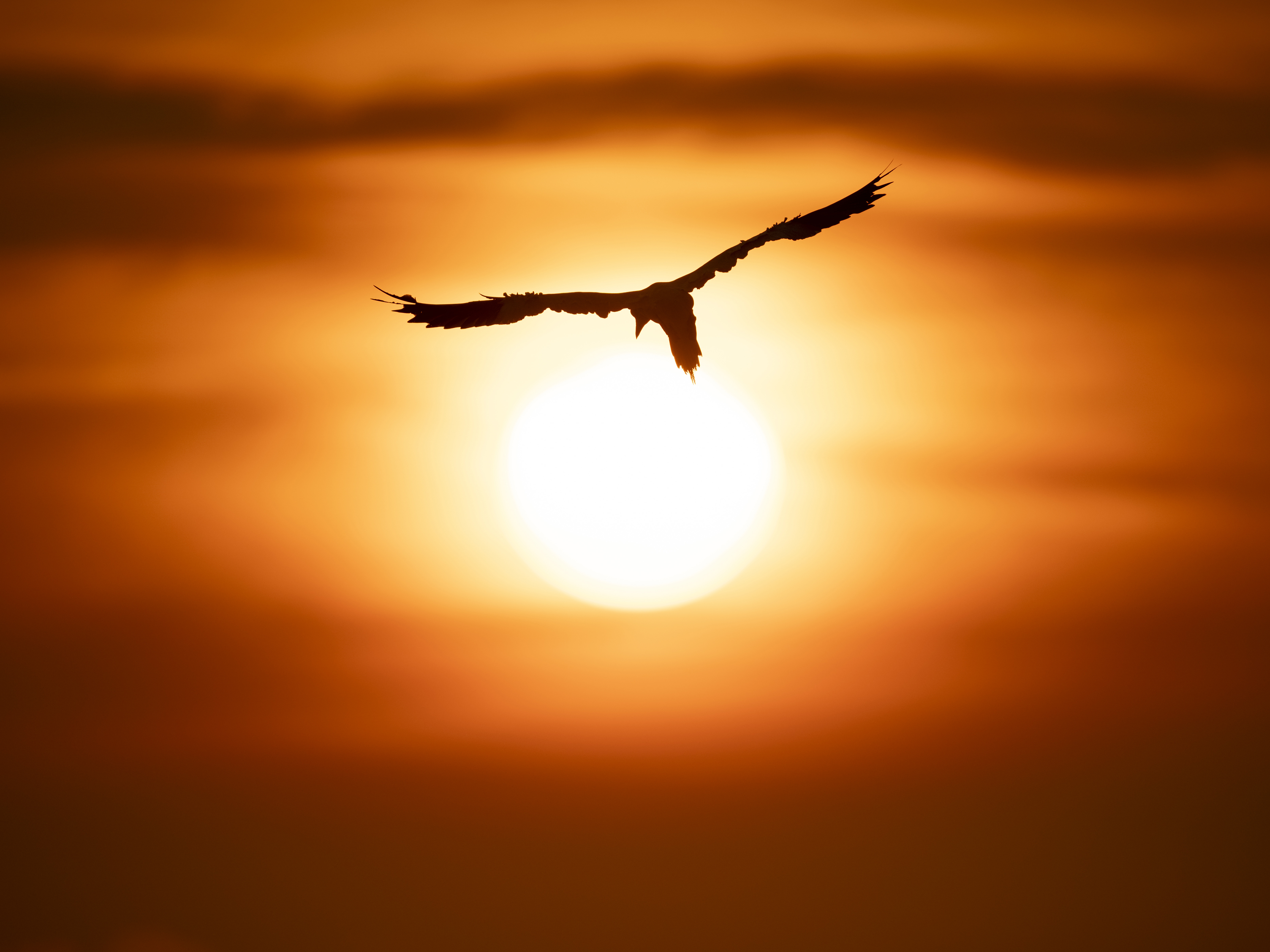 Basstölpel im Sonnenuntergang