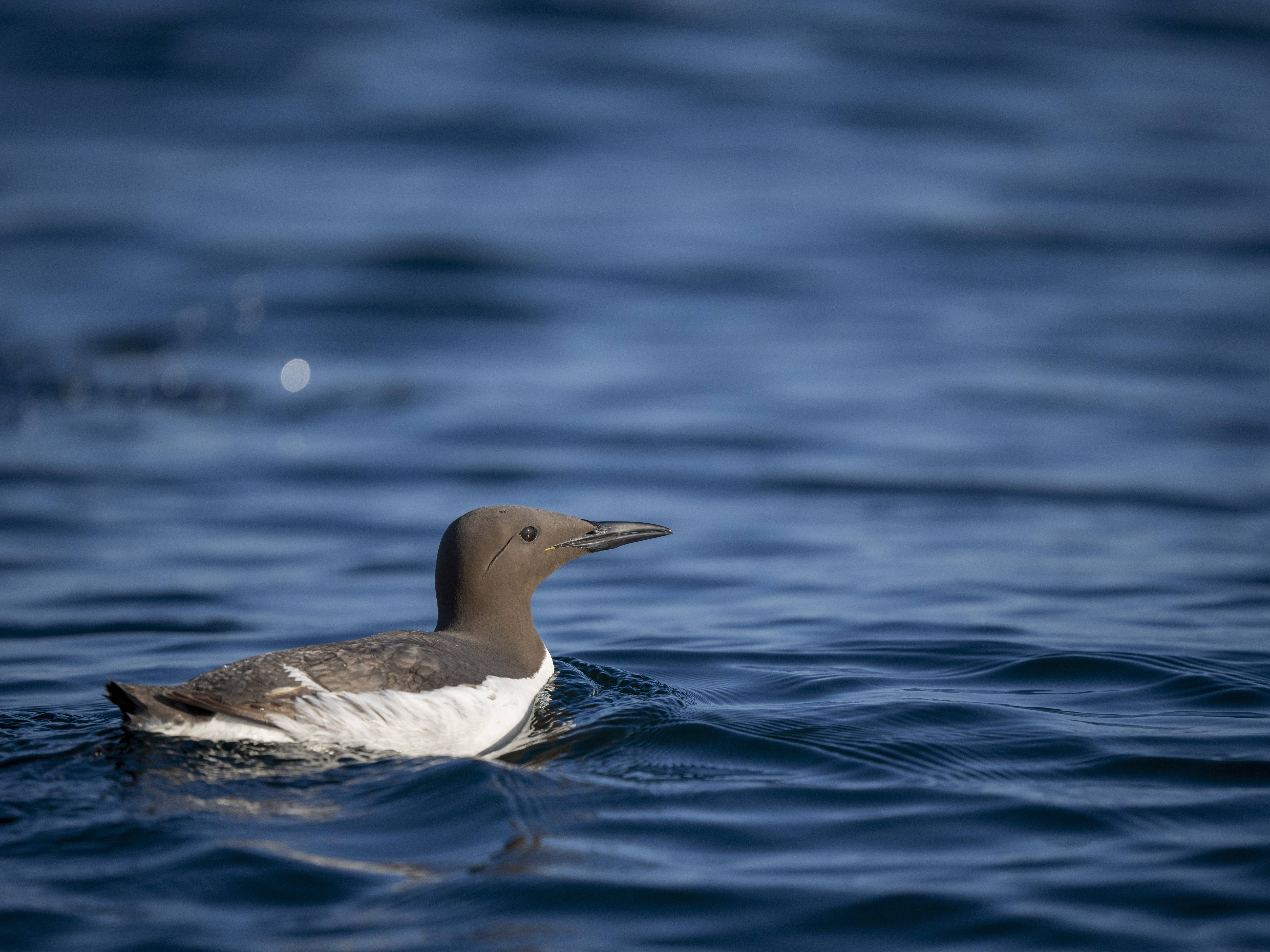 Trottellumme beim schwimmen