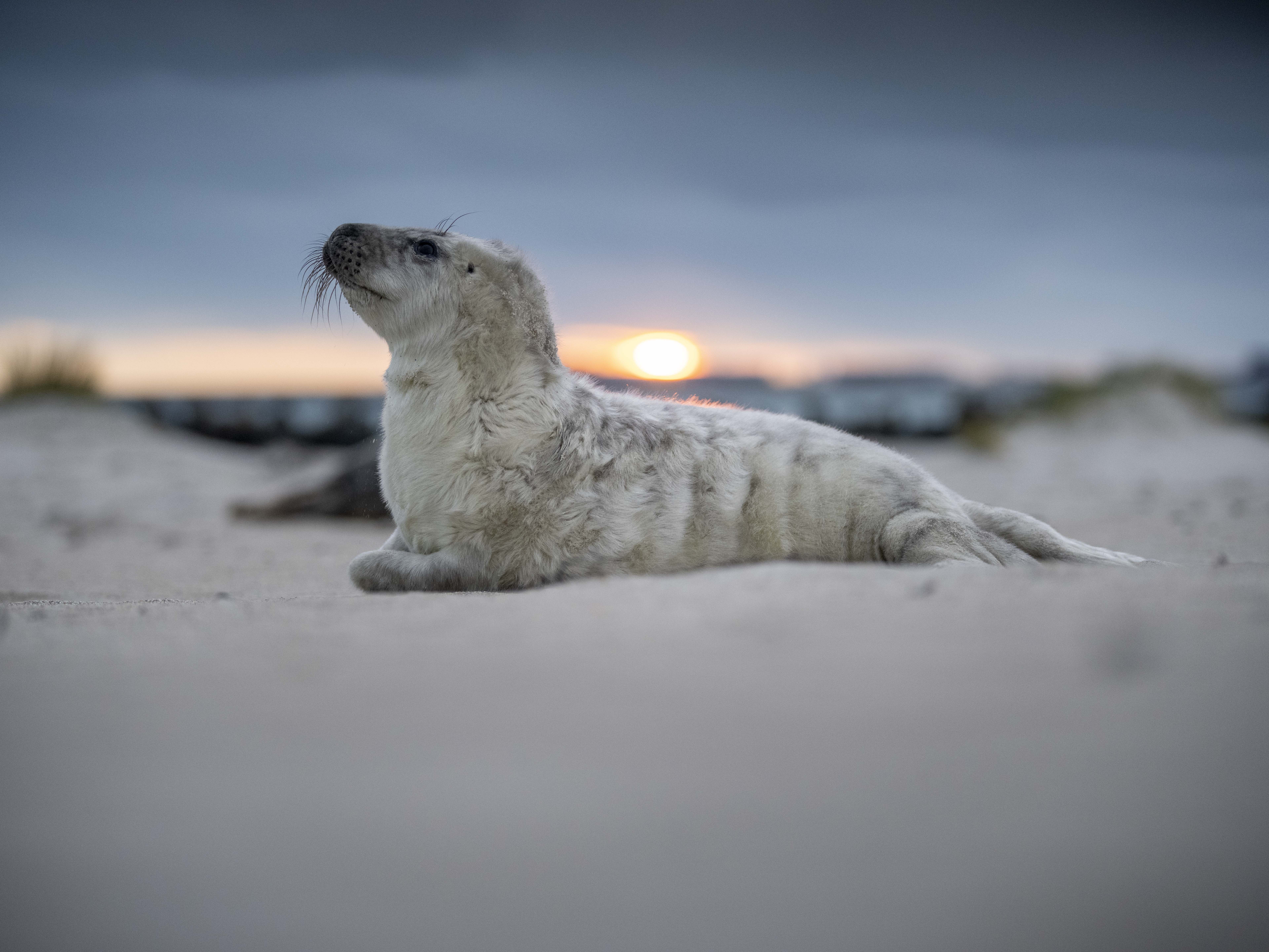 Robbenbaby Sonnenuntergang
