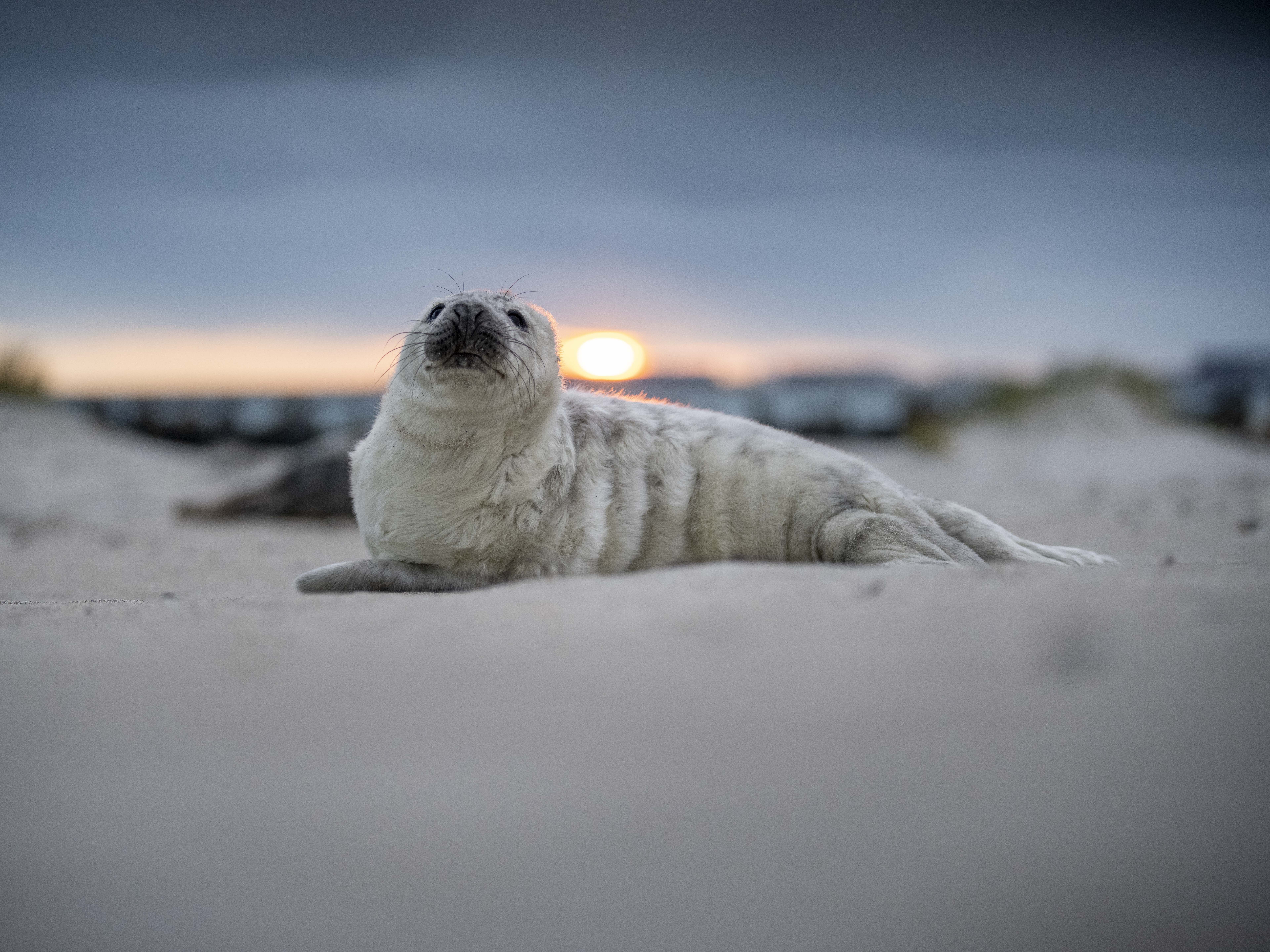 Robbenbaby Sonnenuntergang