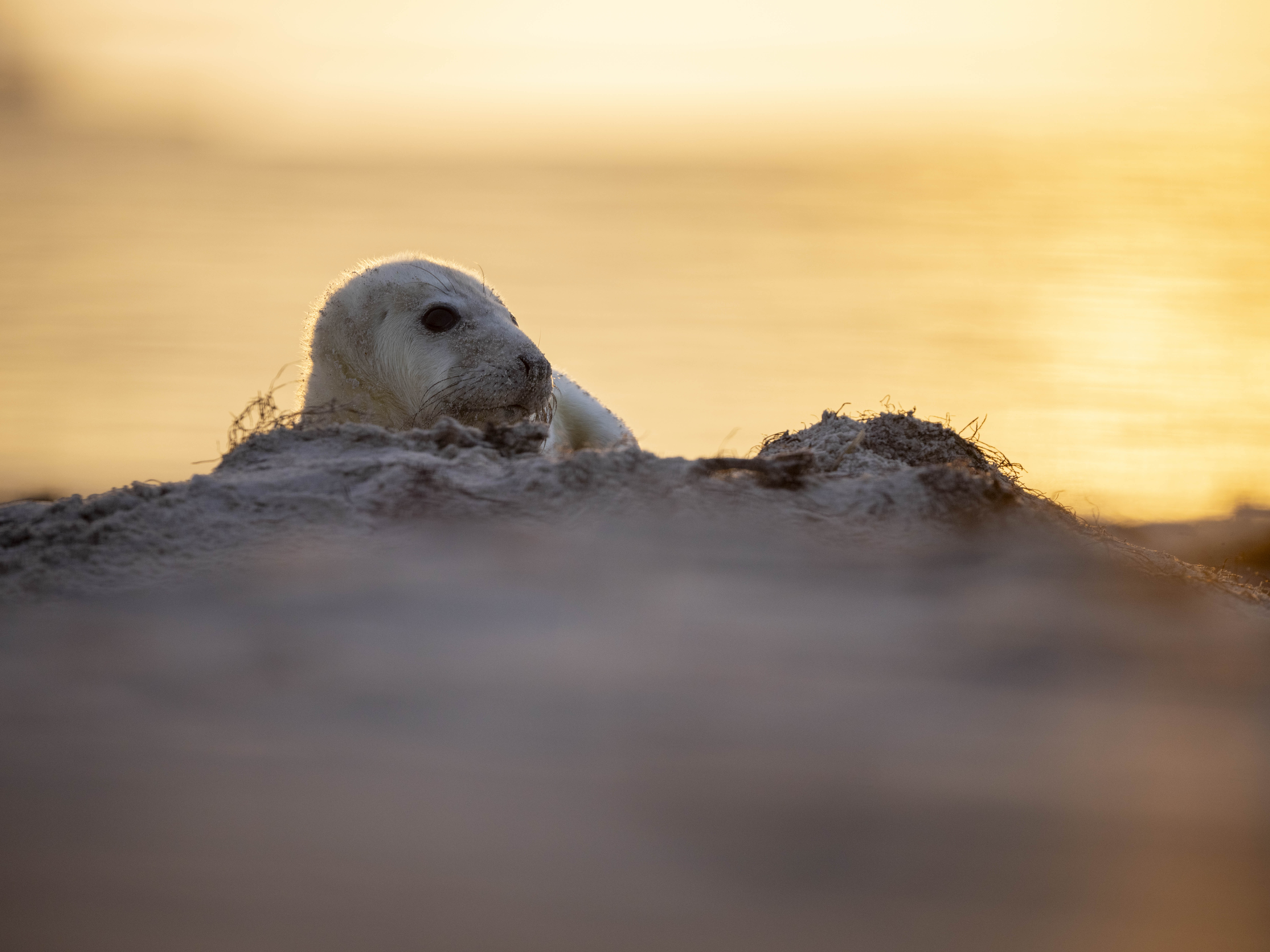 Babyrobbe Sonnenaufgang