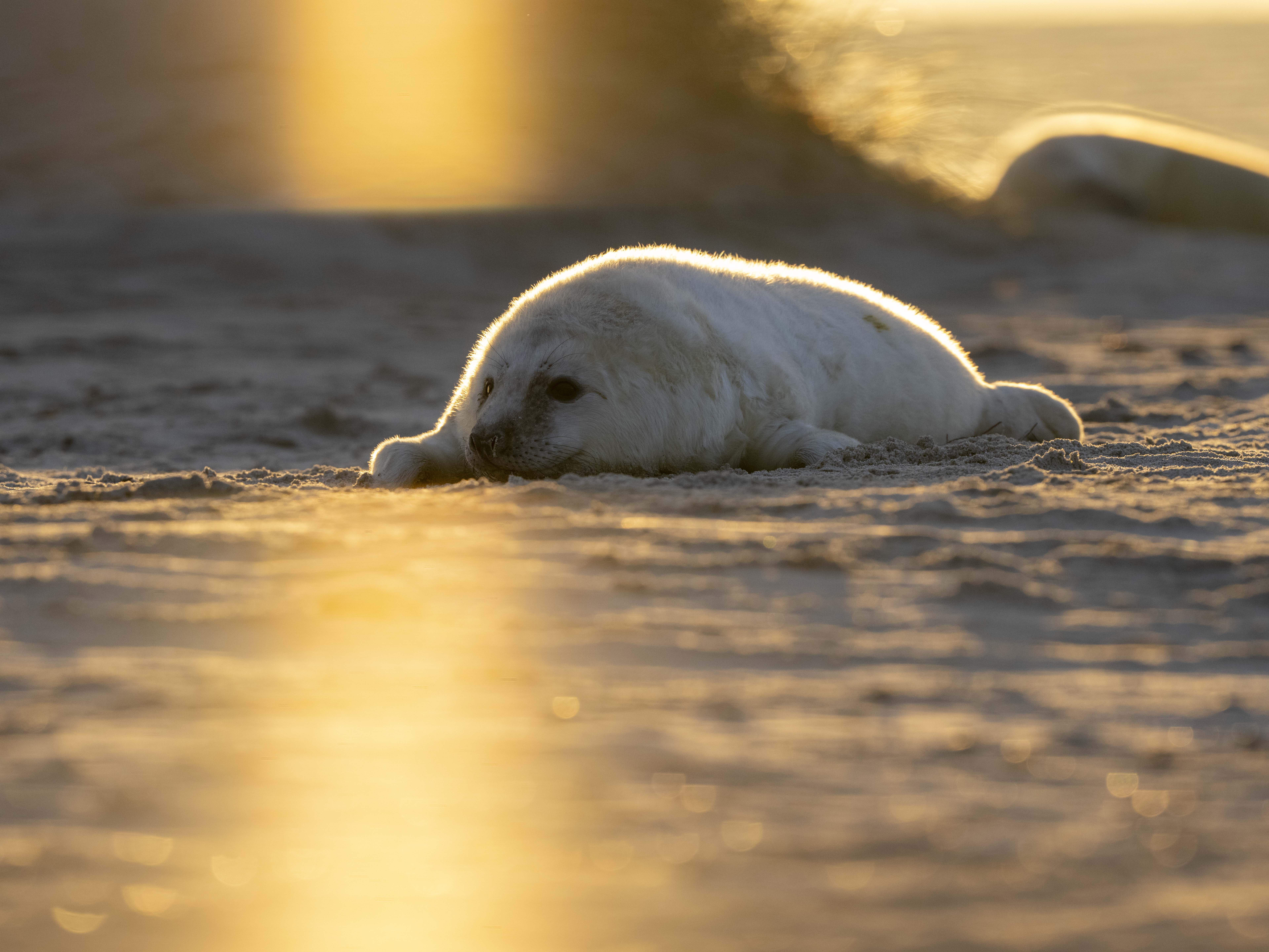 Robbenbaby Sonnenaufgang