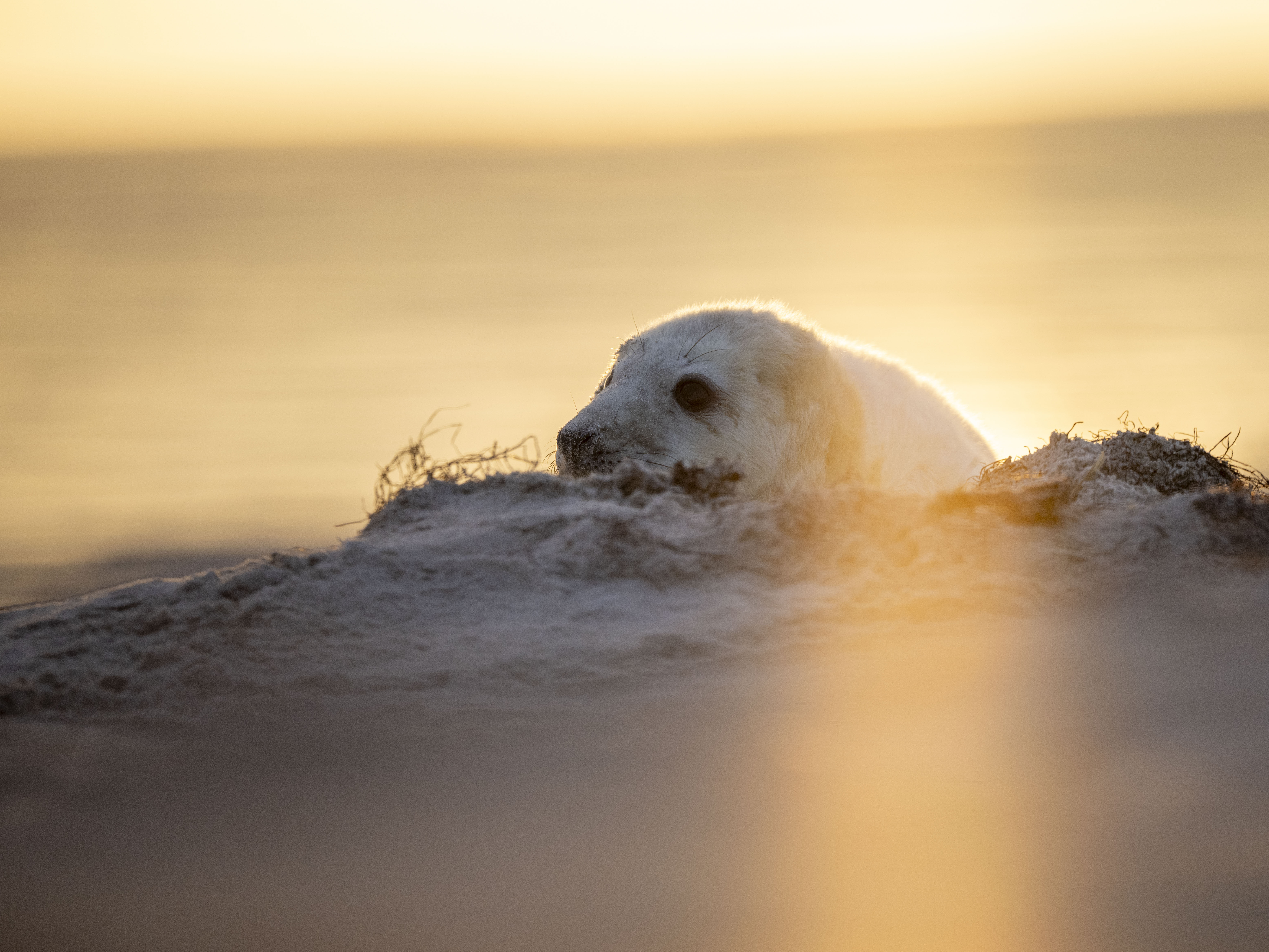 Robbenbaby beim Sonnenaufgang