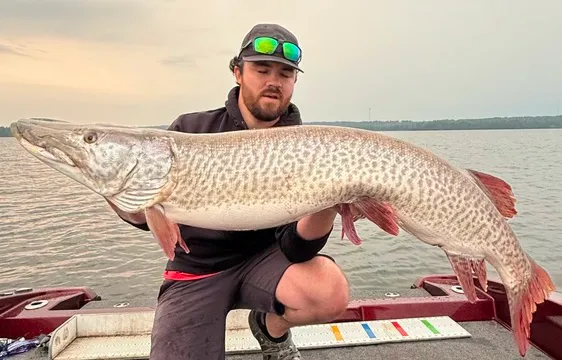 Angler crouching in a boat holding a long musky
