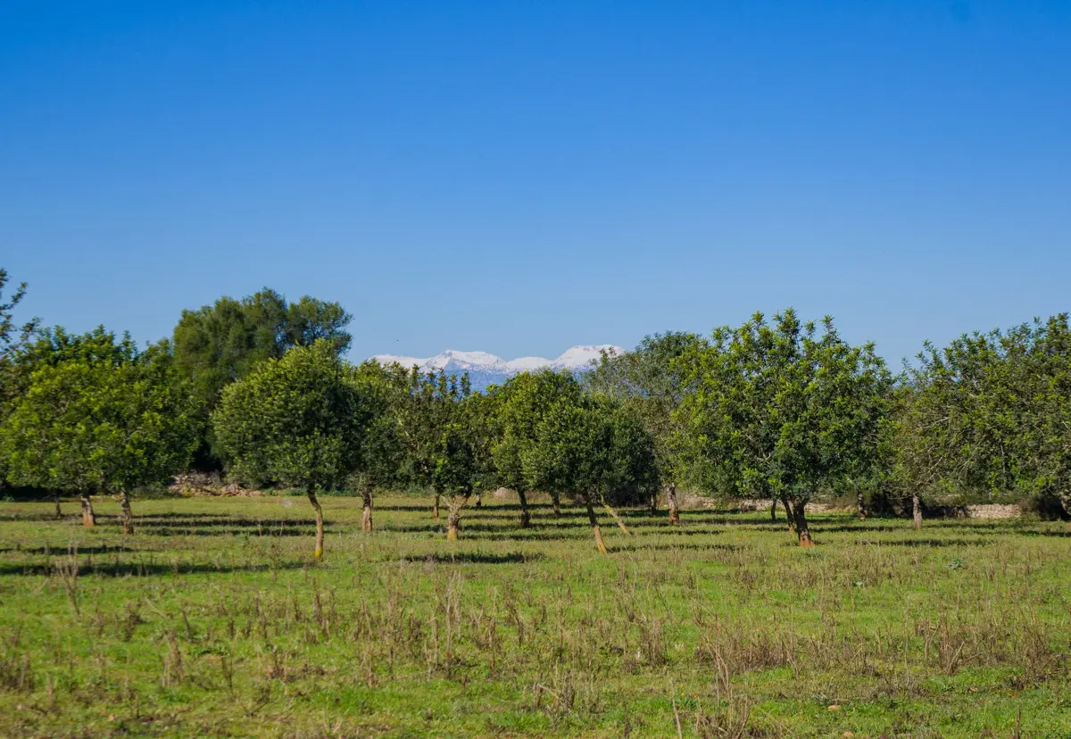 Romantisch und verträumt gelegenes Grundstück mit Panoramablick und Platz für eigene Ideen Manacor Mallorca
