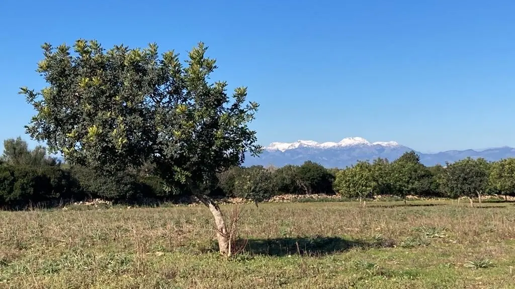 Romantisch und verträumt gelegenes Grundstück mit Panoramablick und Platz für eigene Ideen Manacor Mallorca
