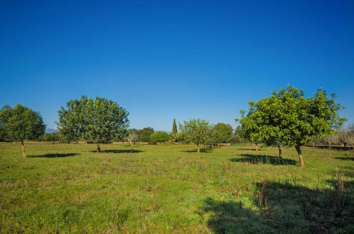 grundstueck-kaufen-Colonia de Sant Pere,-mallorca-huether-partner-23-012-bild-9