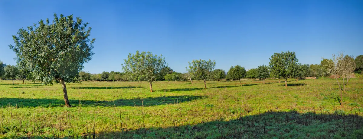 grundstueck-kaufen-Colonia de Sant Pere,-mallorca-huether-partner-23-012-bild-17