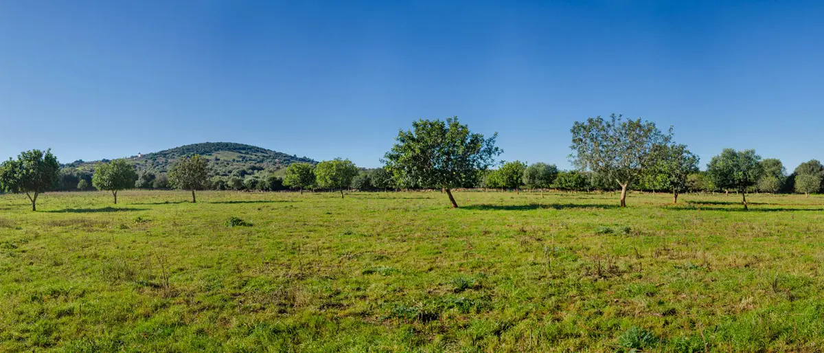 grundstueck-kaufen-Colonia de Sant Pere,-mallorca-huether-partner-23-012-bild-15