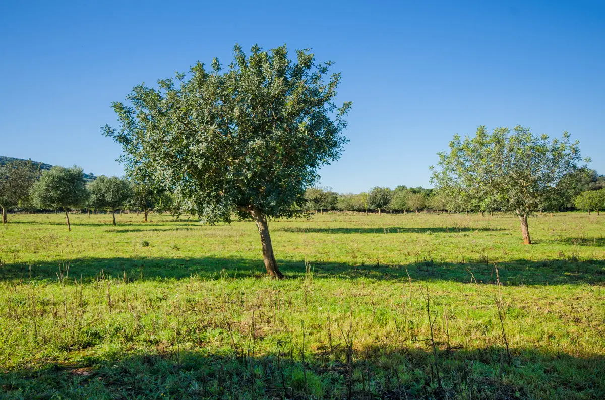 grundstueck-kaufen-Colonia de Sant Pere,-mallorca-huether-partner-23-012-bild-10