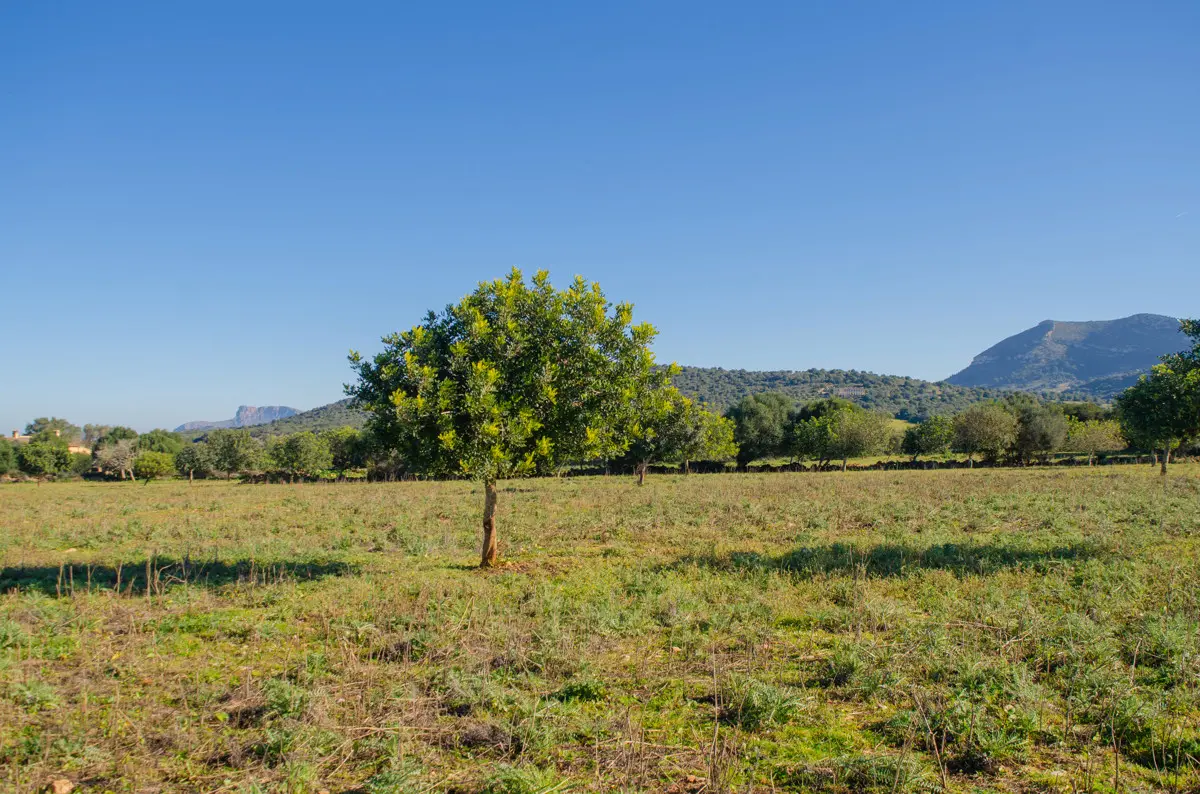 grundstueck-kaufen-Colonia de Sant Pere,-mallorca-huether-partner-23-012-bild-6
