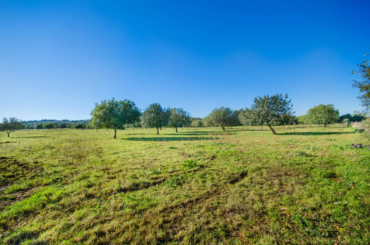 grundstueck-kaufen-Colonia de Sant Pere,-mallorca-huether-partner-23-012-bild-11